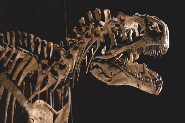 Dinosaurs in Their Time - Carnegie Museum