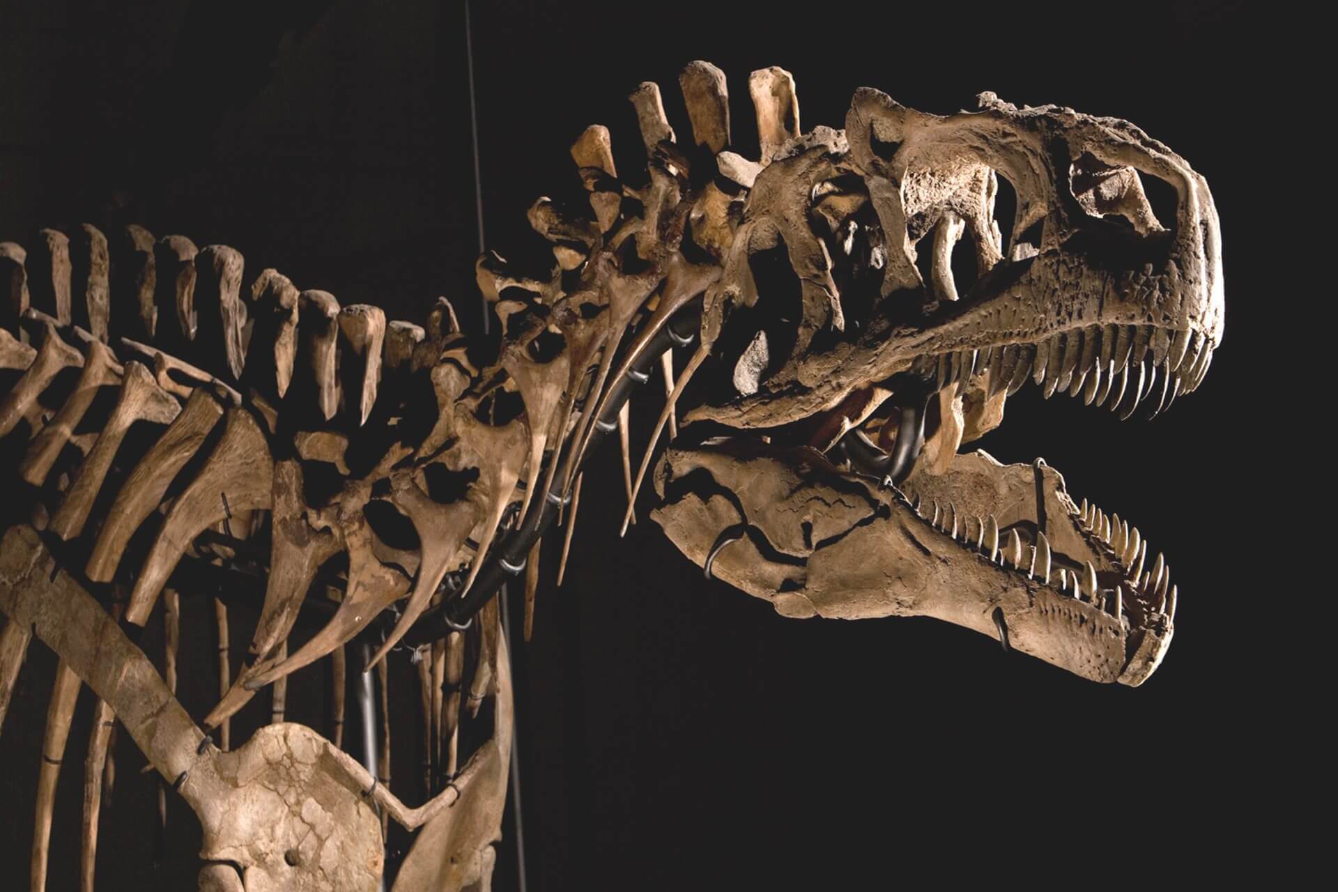 Skeleton of dinosaur