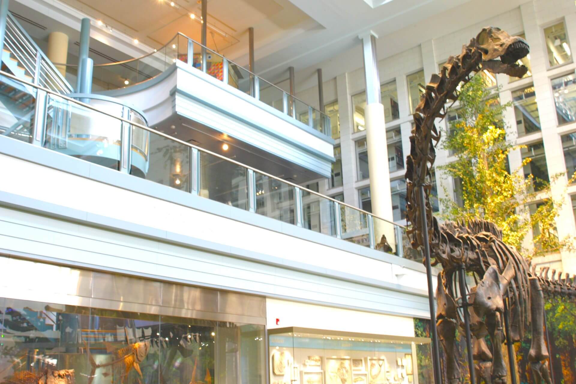 display of dinosaur