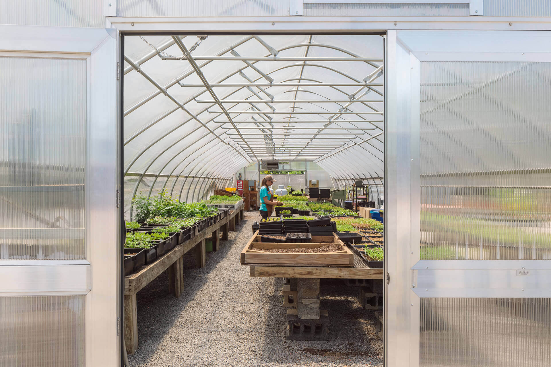 Inside a greenhouse with plants and gardening tools.